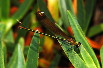 libelinha