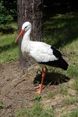 White stork at green meadow