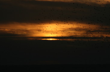 Birds and Sunset