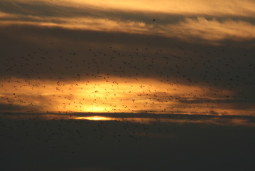 Birds and Sunset2