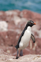gorfou sauteur roi surf pingouin manchot