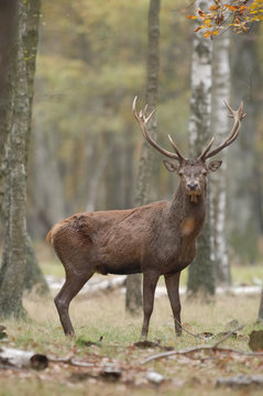 cerf for&eacute;t