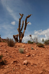 DESERT CACTUS