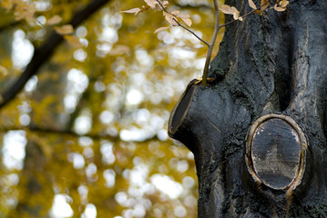 tronc d'arbre en forêt avec deux branches coupées