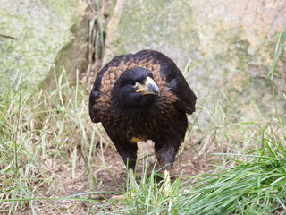 Cimango Falklands ( Phalcoboenus australis ) standing