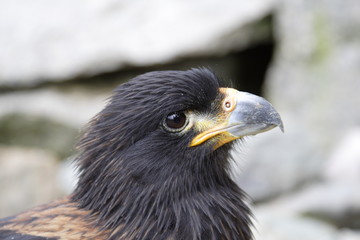 Portrait a Cimango Falklands ( Phalcoboenus australis )