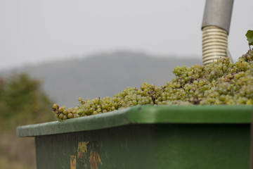 Winemaking