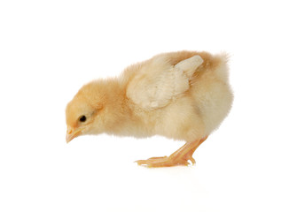 Little chick looking for food © Ljupco Smokovski