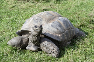 Turtle observing vicinity at green meadow