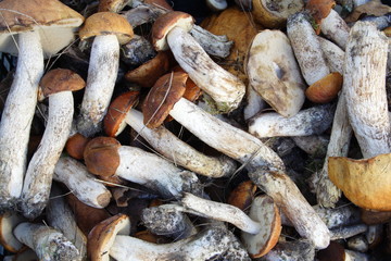  background close- up mushroom of shaggy boletus