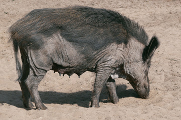 pig