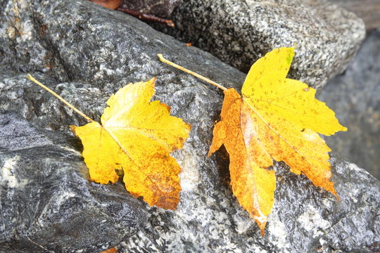 Two leafs lying on wet stone
