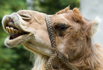 camel's smile