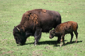 Bison Cow and Calf (Bison bison)