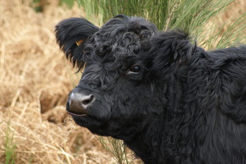 Fototapeta premium veau