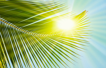 Palmier sous le soleil dans une île tropicale