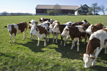 Fototapeta premium Animaux J. Ribieff-164.dng