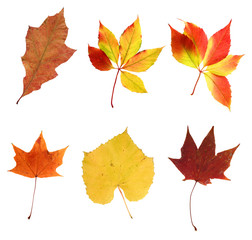 composite photo of various autumn leaves