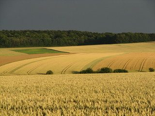 Campagne agricole sous un soleil doré