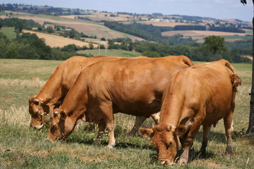vaches limousines