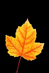 maple leaf