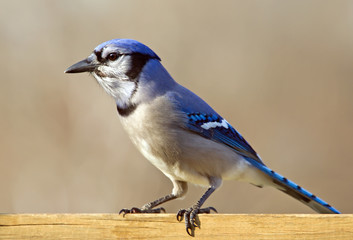 Blue Jay perched on a deck rail.