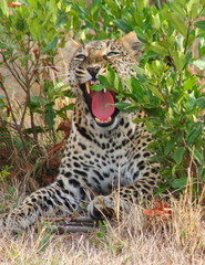 Leopard