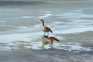 Two Geese on a Pond