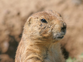Prairie dog, close up