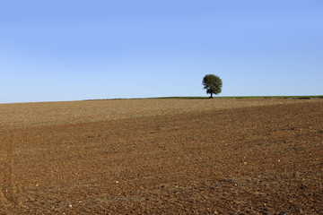 plowed field