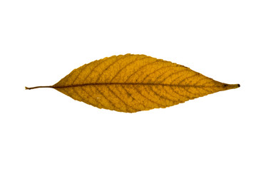 Yellow willow leaf isolated on the white background