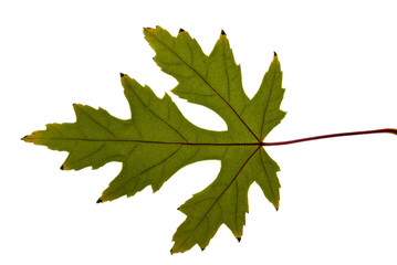Green mapple leaf isolated on the white background