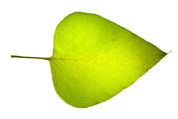 Yellow-green jasmine leaf isolated on the white background