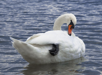 Swan