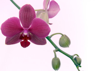 Obraz premium Orchidee