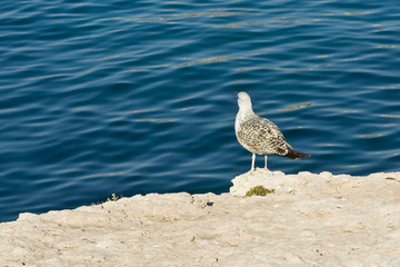 Oiseaux J. Ribieff-172.dng