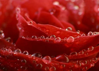 Crédence de cuisine en verre imprimé Macro rose rouge avec des gouttes