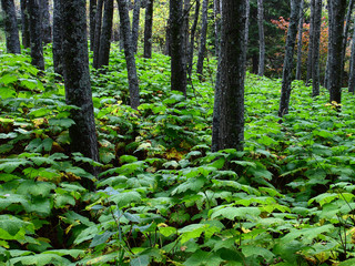 In the forest after the rain