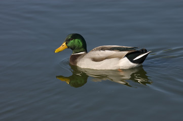 Male Mallard Duck