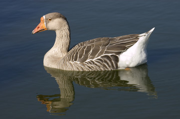 goose