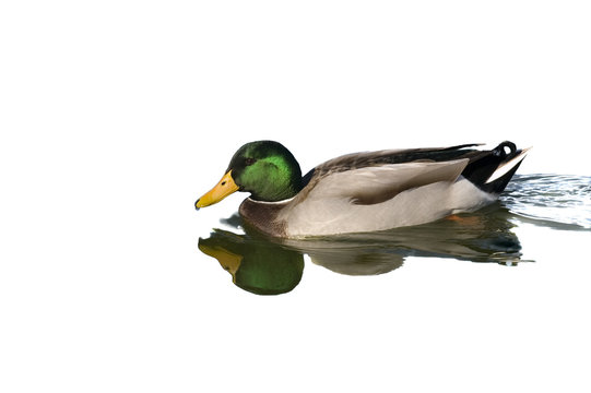 Male Mallard Duck isolated