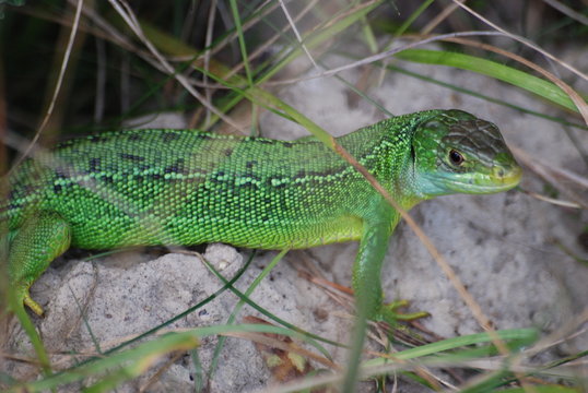 lezard vert