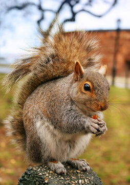 squirrel. version 2