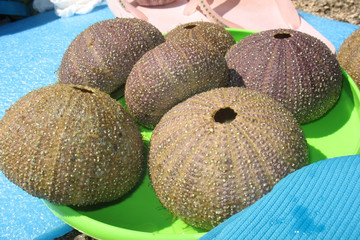 shell of sea-urchin