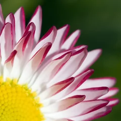 Foto op Plexiglas Lente bloem © Amid
