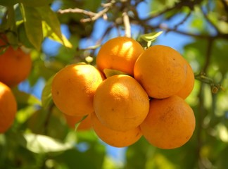 fresh tangerine 