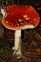 Fototapeta premium Fliegenpilz