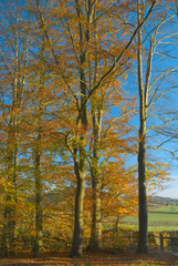 Group of woodland trees in the fall