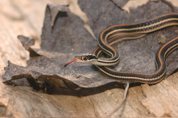 Thamnophis proximus proximus