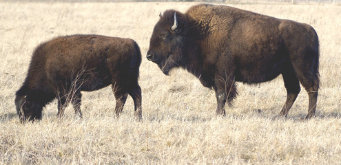 Male and female buffalo